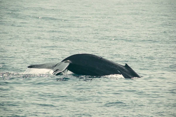 Massive whale tail fin in indian ocean. Wildlife nature background. Adventure travel, tourism industry. Mirissa, Sri Lanka. Protection concept. Explore the world. Tourist Attraction. Copy space — Stock Photo, Image