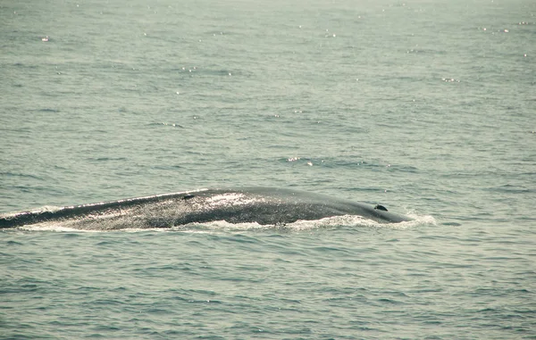 Huge Wild blue whale dives in indian ocean. Wildlife nature background. Adventure travel, tourism industry. Mirissa, Sri Lanka. Protection concept. Explore world. Tourist attraction. Water reflection — Stock Photo, Image