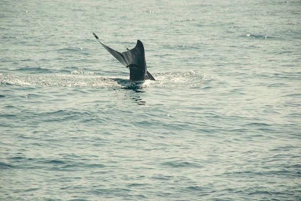 Kuyruk fluke Hint Okyanusu'nda balina. Yaban hayatı doğa arka plan. Macera seyahat, turizm sektörü. Mirissa, Sri Lanka. Koruma kavramı. Dünyayı keşfedin. Turistik. Uzay kopyalayın. Minimalizm