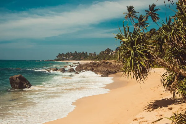 판다 누스 나무와 돌 인도양 해안입니다. 열 대 휴가, 휴일 배경입니다. 야생 버려진된 손길이 닿지 않은 해변. 파라다이스 목가적인 풍경입니다. 여행 개념입니다. 스리랑카 eco 관광 사업입니다. 공간 복사 — 스톡 사진