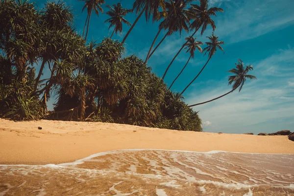 Ocean Coast con palme da cocco. Vacanza tropicale, sfondo naturale. Morbida onda sulla spiaggia selvaggia deserta incontaminata. Paradiso idilliaco paesaggio. Concetto di viaggio. Sri Lanka turismo ecologico. Copia spazio — Foto Stock