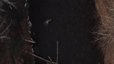 Nehrin aşağısındaki orman boyunca uzanan anamorfik hava manzarası. 