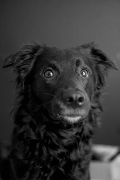 Serseri Güzel Köpek Poz Veriyor Kameraya Bakıyor — Stok fotoğraf