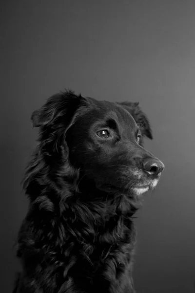Страшная Красивая Собака Позирует Смотрит Камеру Стоковое Фото