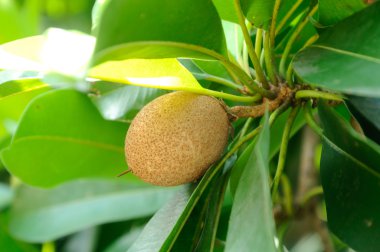 Manilkara zapota veya sapodilla meyve ağacı üzerinde 