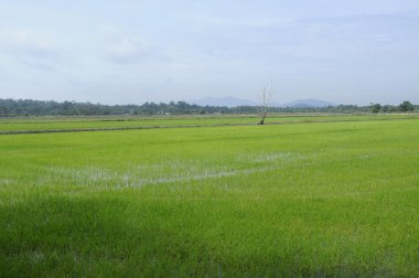 Pirinç alan veya çeltik alan Malezya.