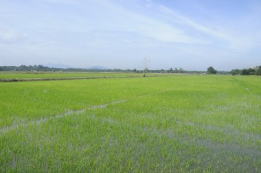 Pirinç alan veya çeltik alan Malezya.