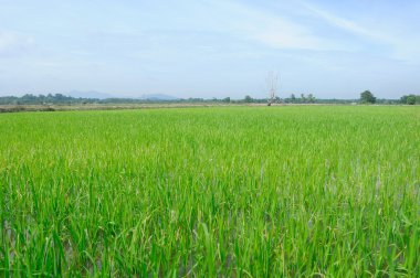 Pirinç alan veya Malezya alanında paddy. Paddy bitki olgun vardı ve hasat edilebilir