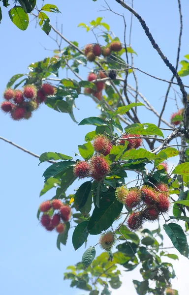 Frutto di Rambutan sull'albero ed essendo maturo — Foto Stock