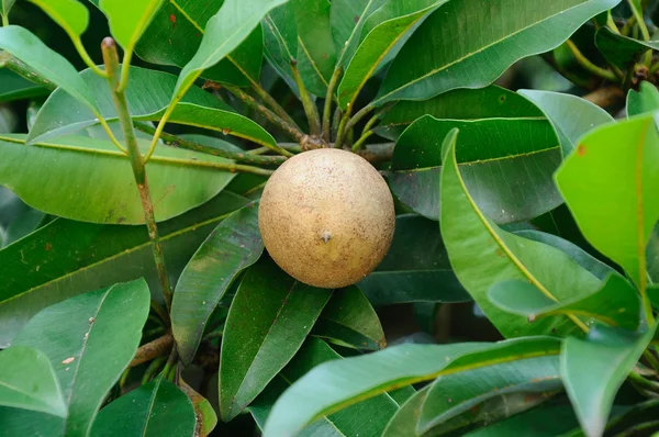 Manilkara zapota o sapodilla fruta en el árbol — Foto de Stock