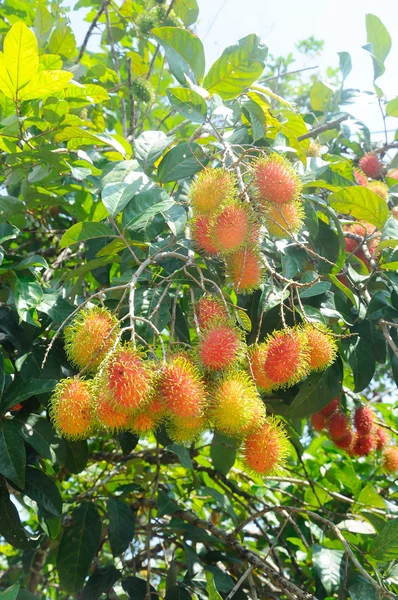 Rambutan fruta en el árbol y siendo maduro —  Fotos de Stock