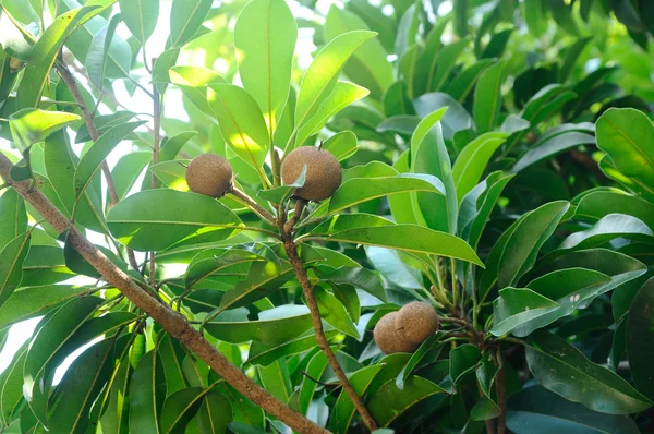 Manilkara zapota o sapodilla frutta su albero — Foto Stock