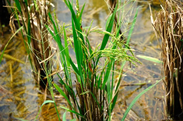 Ris eller fältet paddy i Malaysia. Paddy växt hade mogen och kan skördas — Stockfoto