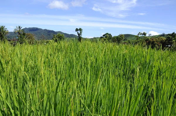 Rizières ou rizières en Malaisie. Plante de paddy avait mature et peut être récolté — Photo