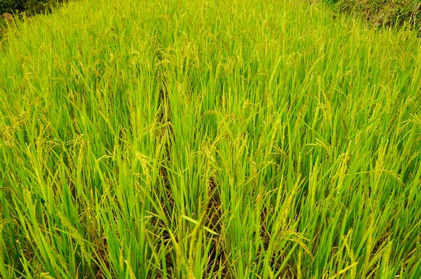 Campo de arroz o arrozal en Malasia. Planta de arroz había madurado y se puede cosechar — Foto de Stock