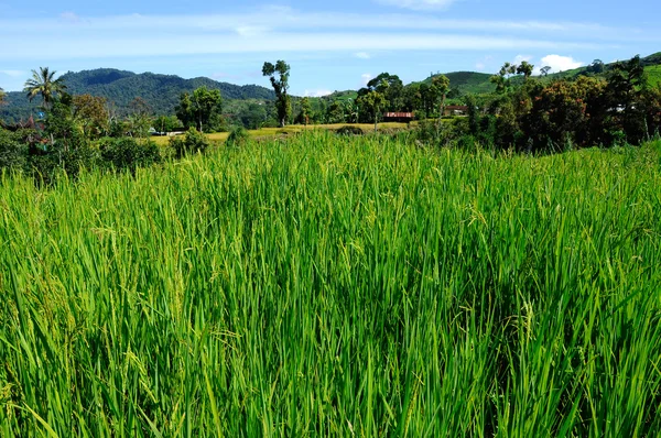 Riz ou rizière en Malaisie . — Photo