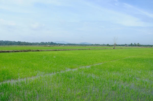 Τομέα του ρυζιού ή αναποφλοίωτο τομέα στη Μαλαισία. — Φωτογραφία Αρχείου