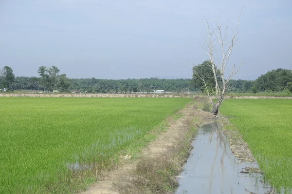 Rice field or paddy field in Malaysia.