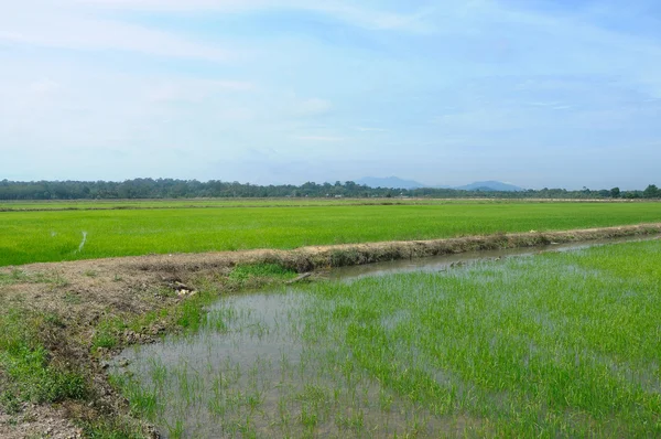 Campo de arroz o arrozal en Malasia . — Foto de Stock