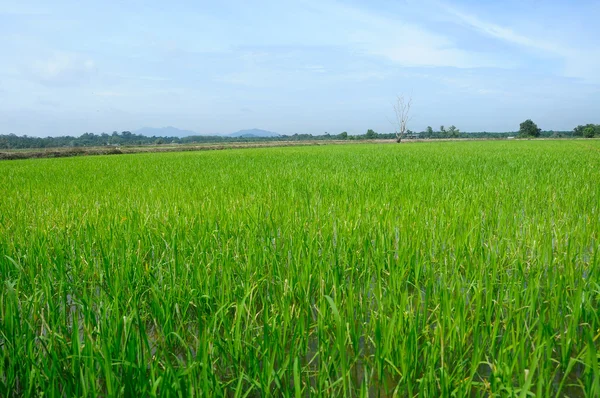 Rizières ou rizières en Malaisie. Plante de paddy avait mature et peut être récolté — Photo