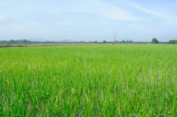 Campo de arroz o arrozal en Malasia. Planta de arroz había madurado y se puede cosechar —  Fotos de Stock