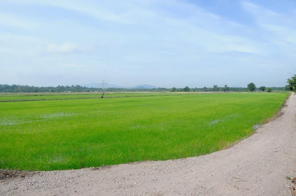 Campo de arroz ou campo de arroz na Malásia . — Fotografia de Stock