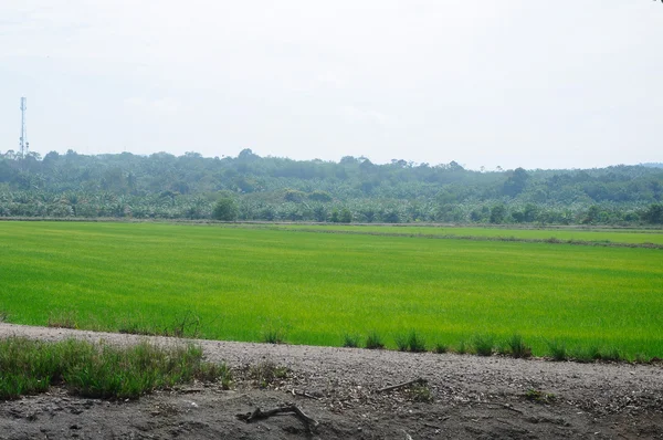 Campo de arroz ou campo de arroz na Malásia . — Fotografia de Stock