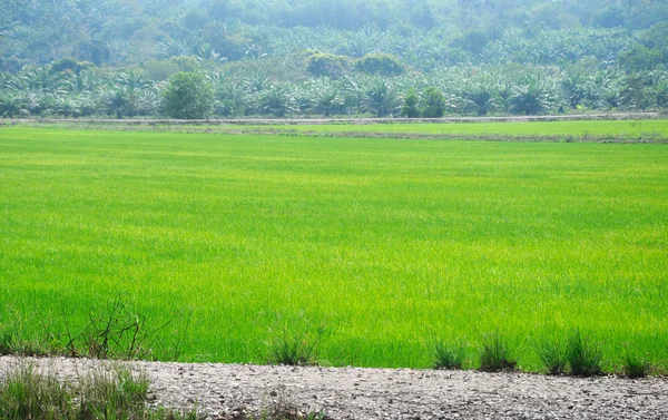 Campo de arroz ou campo de arroz na Malásia . — Fotografia de Stock