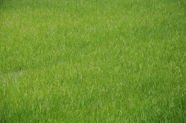 Campo de arroz o arrozal en Malasia . — Foto de Stock