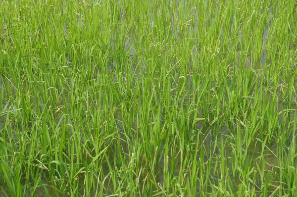 Campo de arroz o arrozal en Malasia. Planta de arroz había madurado y se puede cosechar — Foto de Stock