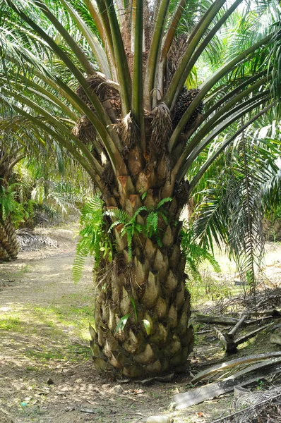 Palmolie bomen in palmolie estate plantage — Stockfoto