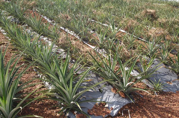 Ananas çiftlikleri sayısı