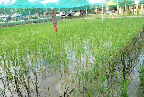 Campo de arroz ou campo de arroz — Fotografia de Stock