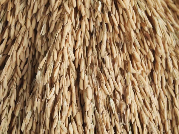 Imagen de cerca de la planta de arroz y su semilla — Foto de Stock