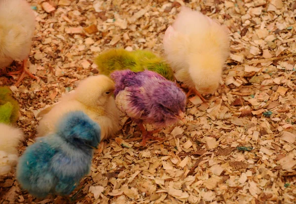 Pollitos avícolas se reúnen en un lugar —  Fotos de Stock