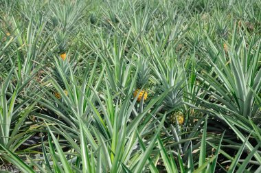  Ananas çiftlikleri Serdang, Selangor, Malezya yer alan sayısı. 