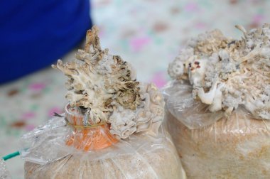 Mantar plastik kaplarda yetiştirilmektedir 