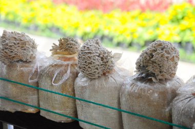 Mantar plastik kaplarda yetiştirilmektedir 