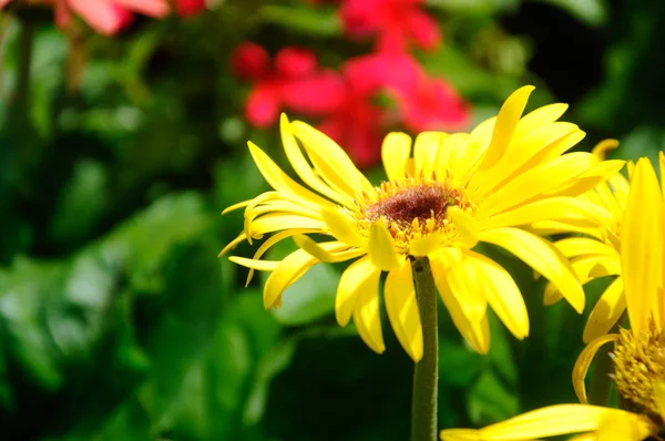 Various species of chrysanthemum flowers — Stock Photo, Image