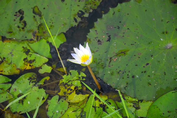 Lírio aquático selvagem ou nome científico Ninfeia prosperar em canais de irrigação . — Fotografia de Stock