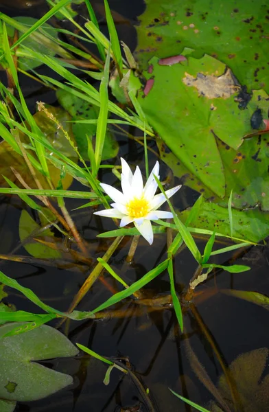 Lirio de agua silvestre o nombre científico Nymphaea prosperar en los canales de riego . — Foto de Stock