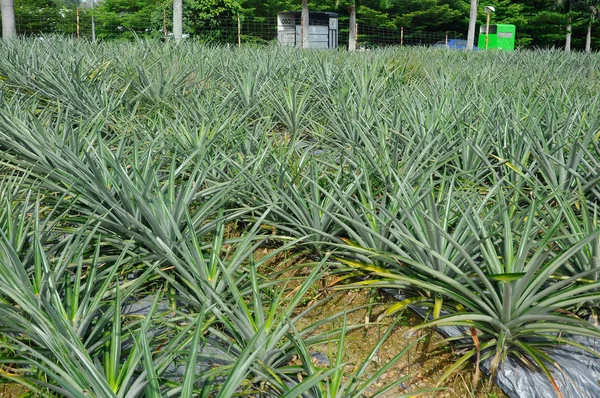 Views on pineapple farms located in Serdang, Selangor, Malaysia.