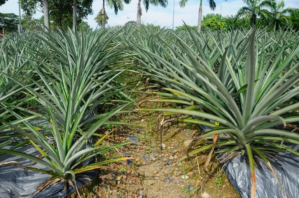 Poglądy na temat gospodarstw ananas położony w Serdang, Selangor, Malezja. — Zdjęcie stockowe
