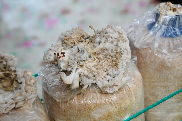 Mushrooms are grown in plastic containers
