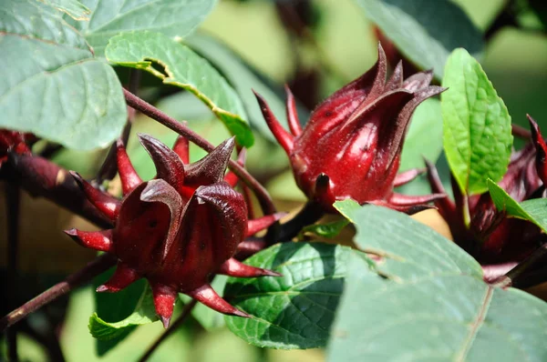 Roselle ovoce nebo vědecký název známé jako Hibiscus sabdariffa. — Stock fotografie