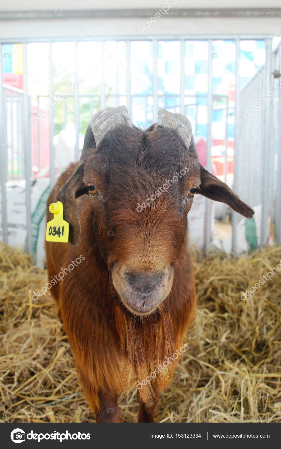 Serdang Malaysia December 2017 Goats Barn Goat Good Breeder Bred
