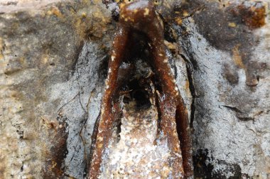 Giriş daha az arı sokması için iç içe