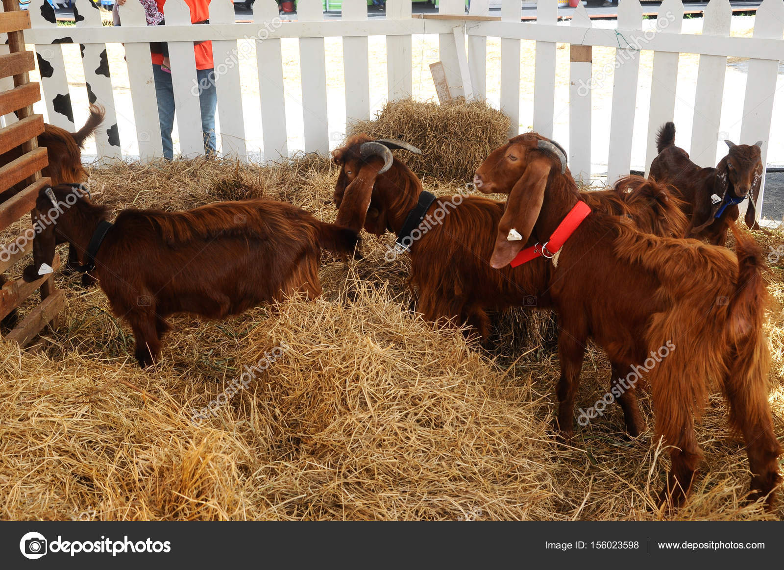 Serdang Malaysia December 2017 Goats Barn Goat Good Breeder Bred