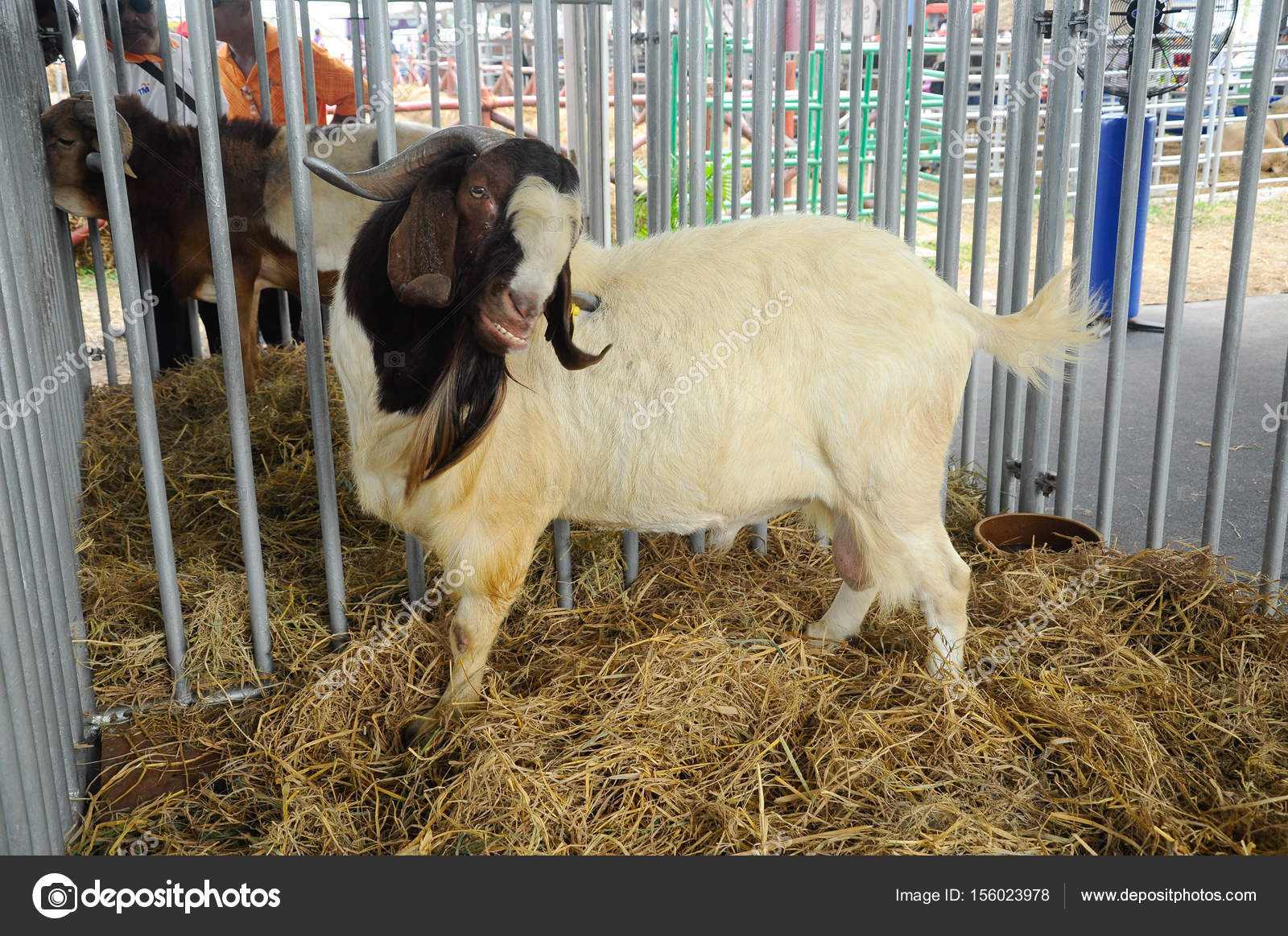 Serdang Malaysia December 2017 Goats Barn Goat Good Breeder Bred