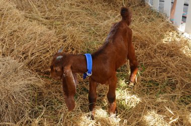 Serdang, Malezya-17 Aralık 2017: keçi ve ahırda. Bu keçi--dan a iyi doğurmak doğma büyüme Satılık.